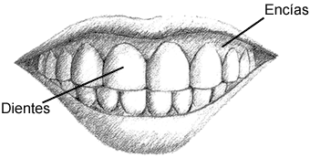 Cuadro de la boca que muestra los dientes y las gomas.