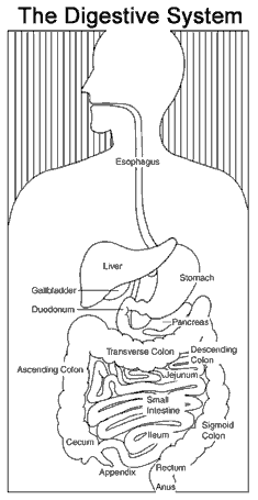 Drawing of the digestive system illustrating the esophagus, stomach, duodenum, pancreas, jejunum, small intestine, ileum, appendix, cecum, ascending colon, transverse colon, descending colon, sigmoid colon, rectum, and anus.