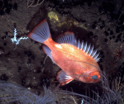 Photograph of a fish.