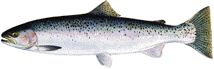 The steelhead, the anadromous form of the rainbow trout, Onchorhynchus mykiss