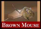 OCC 140th Anniversary - Go to The Brown Mouse "fun facts"