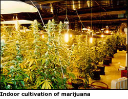 photograph of indoor cultivation of marijuana