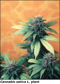 photograph of Cannabis sativa L. plant