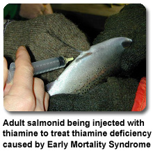 Adult salmonid being injected with thiamine to treat thiamine deficiency caused by Early Mortality Syndrome