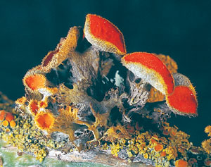 Lichen Species <I>Teloschistes crysophthalmus</I>