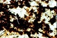 Photomicrograph of fungi. Fungal hyphae (arrow) get very coated with oxidized manganese. (7/98-8/98, x250)
