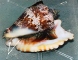 Live conch from FL