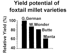 Graph: Yield potential of foxtail millet varieties