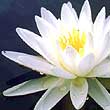 Link to NBII Postcards. Icon shows photo of a lotus.