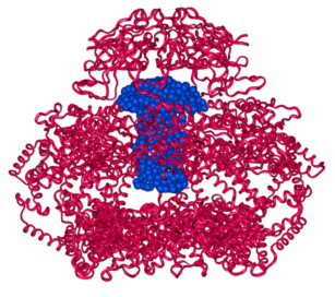 shape change in a protein