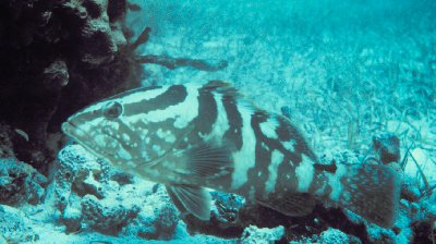 Nassau grouper - Photo by Anne Marie Eklund - NMFS-SEFSC