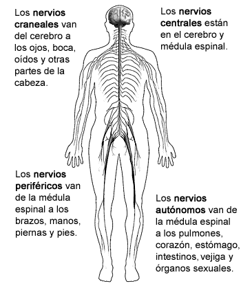 La imagen de mostrar nervioso de sistema sus cuatro partes principales.