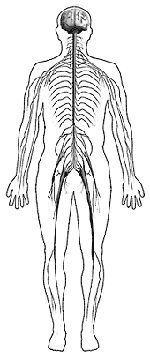 La imagen de mostrar de figura sistema nervioso.