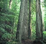 Forests and Forest Health Subcommittee