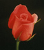Photo of a rose