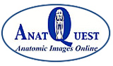 AnatQuest: http://anatquest.nlm.nih.gov/