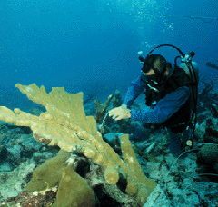 Coral Diver