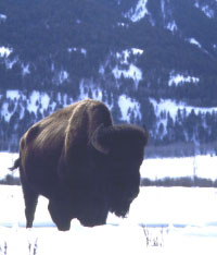 bison.jpg (38363 bytes)