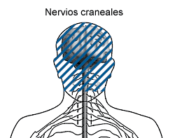 La imagen de la ubicacin nerviosa de mostrar de sistema de nervios de cranial. 