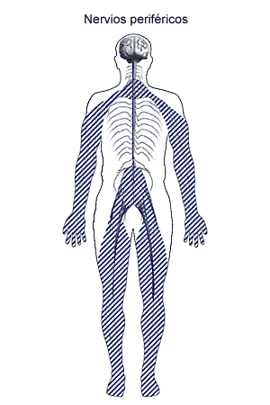 La imagen de mostrar nervioso de sistema los nervios perifricos.