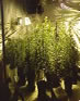photo - marijuana plant