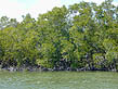 photo of mangroves along water's edge