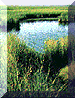 Thumbnail image of cover showing a pond surrounded by grasses
