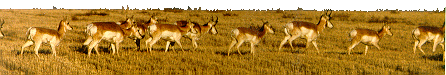 Pronghorn Antelope Grazing