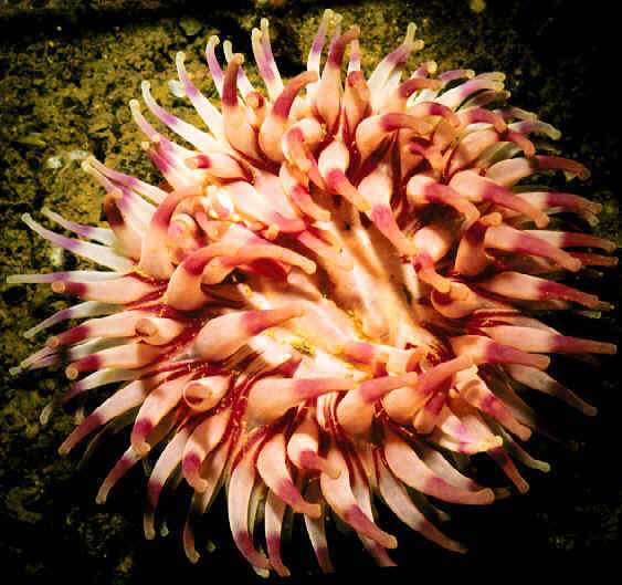Dahlia sea anemone (Tealia sp.)