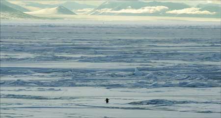 A penguin walks over the sea ice toward a distant sea.