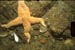 Photo of a starfish on the sea floor