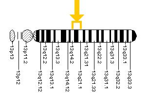 The ATP7B gene is located on the long (q) arm of chromosome 13 between positions 14.2 and 21.