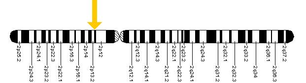 The ALMS1 gene is located on the short (p) arm of chromosome 2 at position 13.
