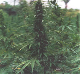 photograph of mexican marijuana