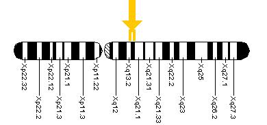 The ATP7A gene is located on the long (q) arm of chromosome X between positions 13.2 and 13.3.