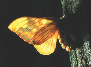 Moth Species <I>Citheronia lobesis</I> (Saturniidae)