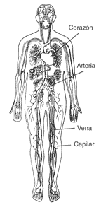 Imagen del cuerpo humano que muestra la red de los vasos sanguneos.