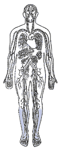 Imagen de la forma humana con los vasos sanguneos subrayados y los pies y las piernas de color.