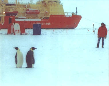 [Image of R/V N.B. Palmer and penguins during ANXFLUX]