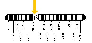 The ALAS2 gene is located on the short (p) arm of chromosome X at position 11.21.