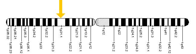The ARHI gene is located on the short (p) arm of chromosome 1 at position 31.