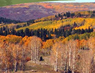 Fall Colors at Canjilon, NM