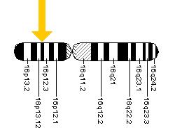 The ABCC6 gene is located on the short (p) arm of chromosome 16 at position 13.1.