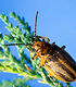 Saltcedar leaf beetle