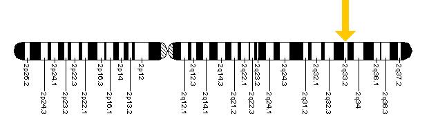 The ALS2 gene is located on the long (q) arm of chromosome 2 at position 33.2.