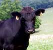 Photo of livestock