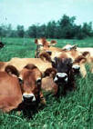image of cows in a pasture