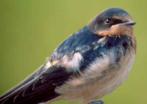 Barn Swallow: Hirundo rustica