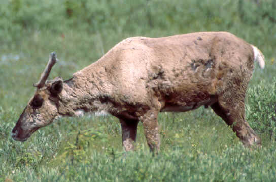 Caribou: Rangifer Tarandus