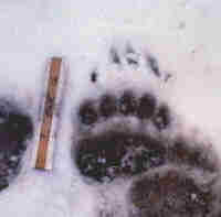 grizzly bear paw print in snow